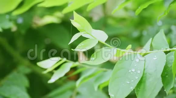 特写雨滴在绿色的醋栗叶子上视频的预览图