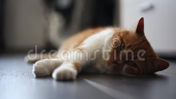 红白猫躺在地板上回家面部和爪子的特写视频的预览图