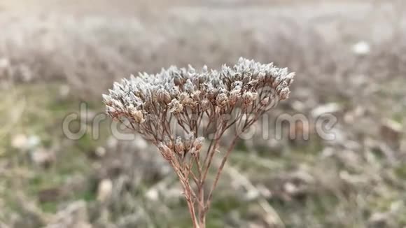 4k干植物慢动作特写户外视频的预览图