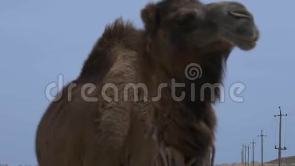 骆驼上镜头特写蓝天视频的预览图
