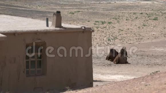 一对骆驼躺在沙漠中一座古老的粘土房子附近空气因炎热而起伏视频的预览图