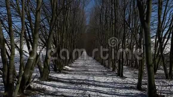 森林中树木的自然透视背景冬季视频的预览图