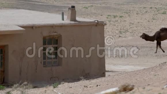 骆驼来到沙漠中的一座古老的粘土屋空气从炎热中摇曳视频的预览图