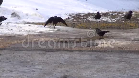 冬天一群乌鸦在水坑里洗澡视频的预览图