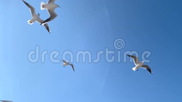 天空中的一群海鸥视频的预览图