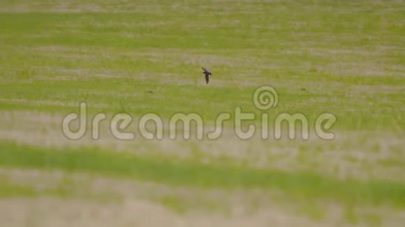 一只鸟在草地上飞翔视频的预览图