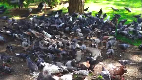 一大群鸽子视频的预览图