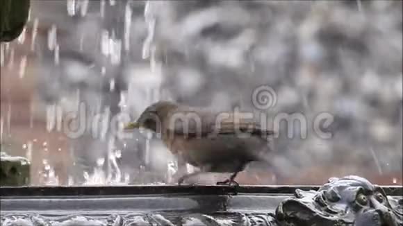 喷泉花园洗画眉鸟饮鸟鸟天气夏天视频的预览图
