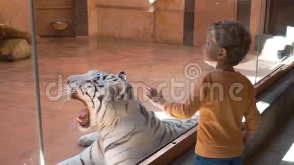 白虎在动物园打哈欠视频的预览图