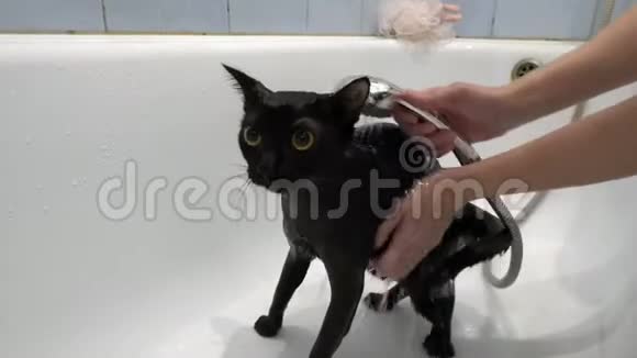 特写镜头一只大黄眼睛的黑色小猫在白色的浴缸里用淋浴中的水冲洗和浇水视频的预览图