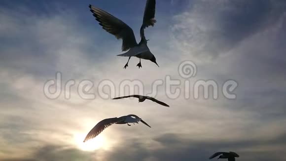海鸥在夏天的一天在海水上空飞翔和翱翔太慢了视频的预览图