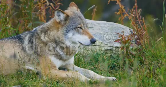 成年大灰狼在森林里休息视频的预览图