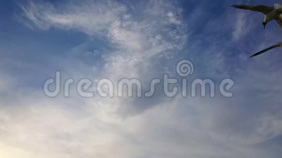 海鸥在蓝天上超慢的飞行动作视频的预览图