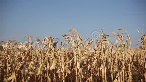 蓝天背景下干玉米田的特写视频的预览图