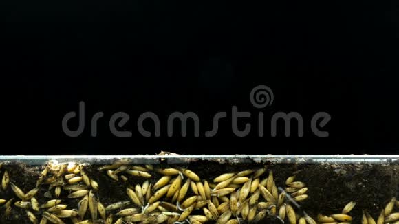 燕麦籽粒根系的发育及其生长地上植物的生长时间推移概念视频的预览图