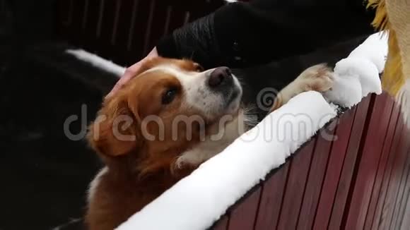 美丽的成年狗喜欢被抚摸站在后腿上靠在木栅栏上视频的预览图