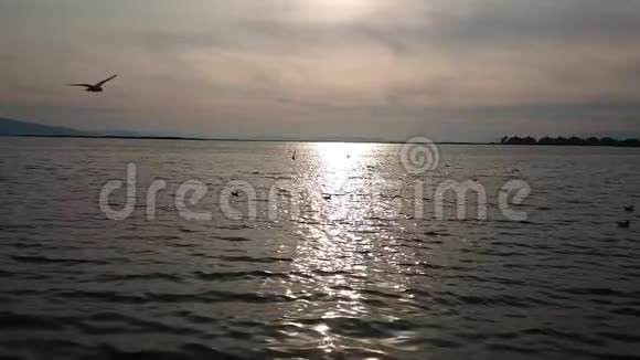 慢镜头海鸥飞过爱琴海伊兹密尔城视频的预览图