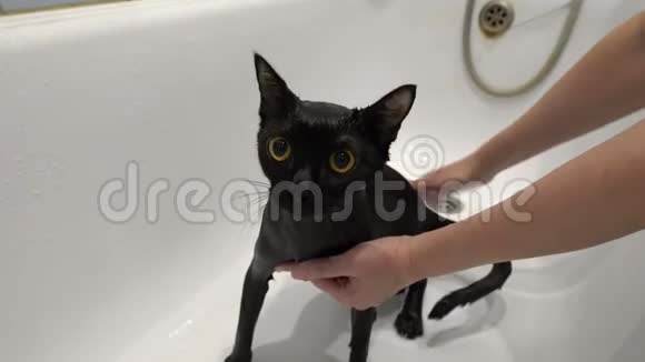 特写一个女人从一只湿漉漉的黑猫身上擦水它有一双黄色的大眼睛坐在白色的浴室里保护视频的预览图