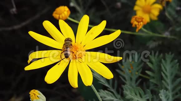 条纹眼花在金色灌木上飞舞雏菊慢动作视频的预览图