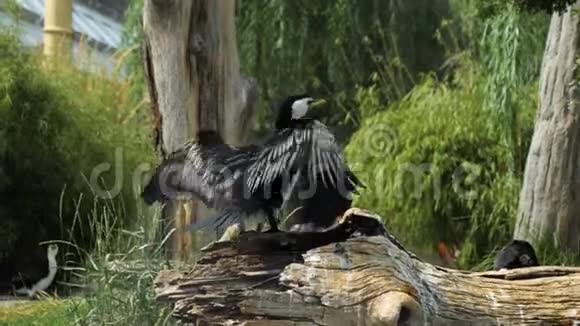 滑稽的白黑鸟展开翅膀视频的预览图