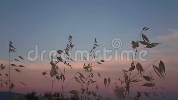 美丽的羽毛草在日落时在风中飞在超级慢的运动视频的预览图