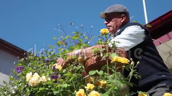 夏天在玫瑰园工作的老园丁视频的预览图