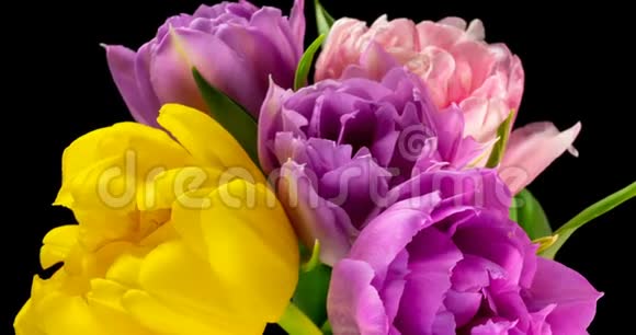 五颜六色的郁金香黑色背景下的一束郁金香的特写美丽的花束五颜六色的郁金香宏观镜头视频的预览图