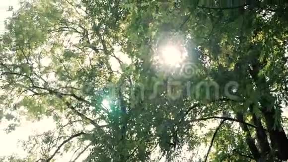 灿烂的夏日阳光照在树上的绿叶上选择性重点视频的预览图