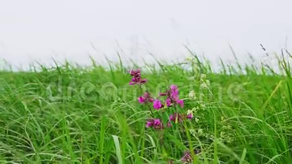 风天田野里的小花在灰蒙蒙的天空上视频的预览图