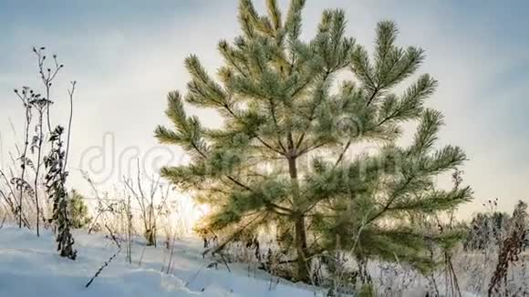 一幅美丽的冬日风景一棵年轻的松树在美丽的冬日天空的背景下流逝视频的预览图