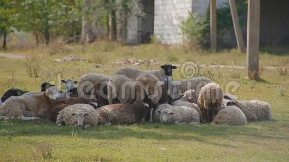 令人惊奇的是成群的羊紧紧地挤在一起躺在树荫下休息视频的预览图