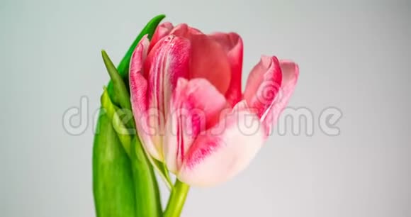 浅粉色双牡丹郁金花在白色背景上绽放的时间视频的预览图