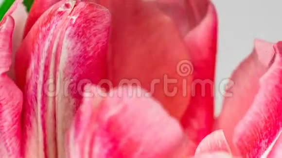 淡粉色双牡丹郁金花在白色背景上绽放的时间流逝宏观视频的预览图
