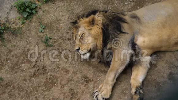 非洲狮子在炎热的夏天睡觉视频的预览图