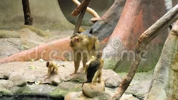 一家猴子在动物园里玩得很开心视频的预览图