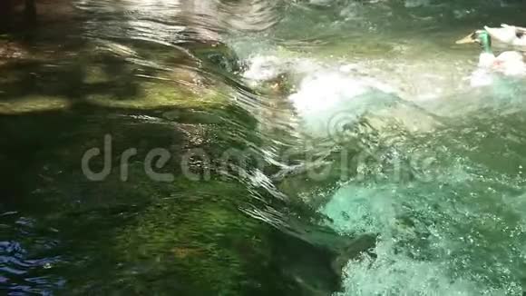 鸭近河小瀑布动作超慢视频的预览图