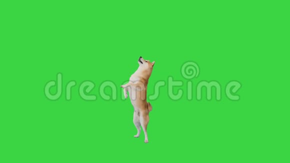 女孩训练shibainu日本小狗Hachiko在绿色屏幕上色度键视频的预览图