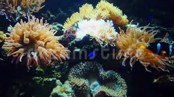 五颜六色的异国鱼类在珊瑚礁附近的水下游泳海洋动植物的野生生物视频的预览图