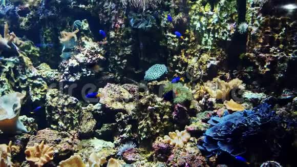 热带奇异的五颜六色的鱼在珊瑚礁附近的水下游泳视频的预览图