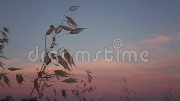 年轻的麦穗在日落时以超慢的动作摇曳风视频的预览图