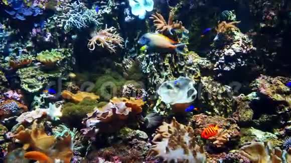 五颜六色的异国情调的热带鱼在水中游泳视频的预览图