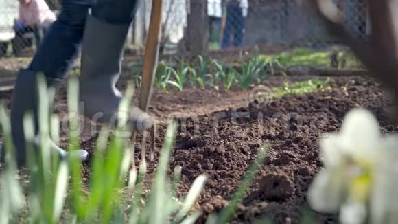 在花园里工作用叉挖春季土壤视频的预览图