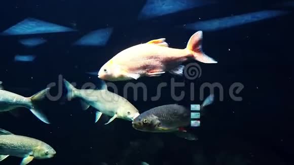 鱼陆克文等欧洲淡水河鱼在水中游泳视频的预览图