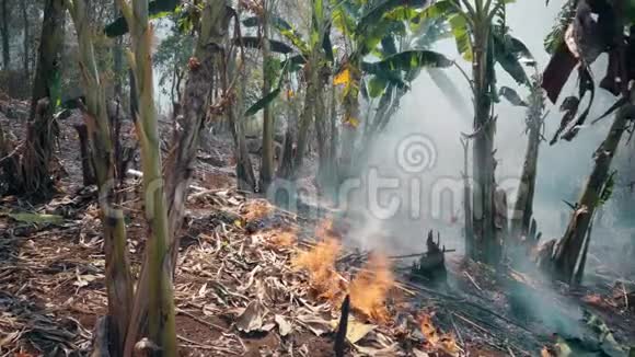 在农村烧田农业和生态系统危机干草原火灾产生的有毒雾霾空中视频4k视频的预览图