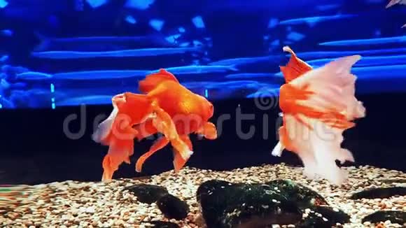 金红白的鱼扇尾和丝尾在蓝水中游泳视频的预览图