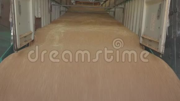 有小麦的仓库把小麦送到谷物电梯视频的预览图