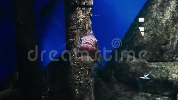 鱼在水下游泳视频的预览图