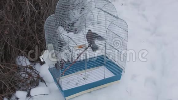 鸟笼弃雪上视频的预览图