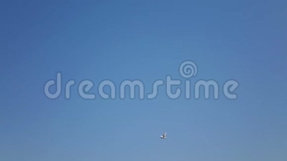 小海鸥在天空上飞得特别慢视频的预览图
