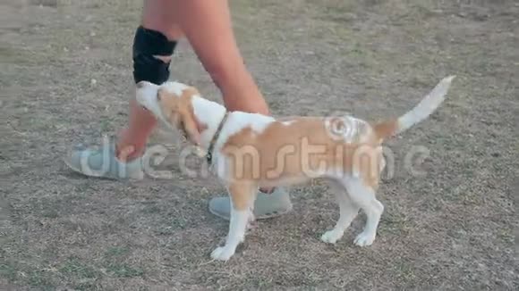 聪明可爱的小猎犬通过主人的腿编织好玩的训练宠物在公园金发狗跟着女孩指挥视频的预览图